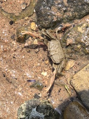 Macrophthalmus
