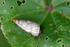 Cochlicella acuta