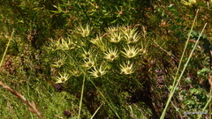 Leucadendron loeriense