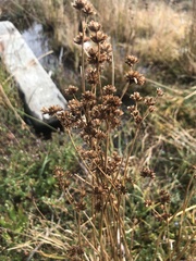 Juncus canadensis