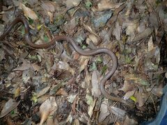 Euprepiophis conspicillata