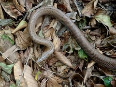 Euprepiophis conspicillata