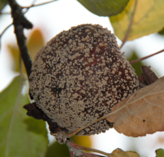 Monilinia fructigena