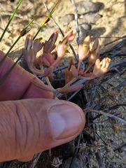 Crassula dichotoma