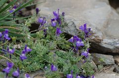 Linaria alpina alpina