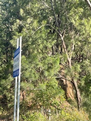 Allocasuarina torulosa