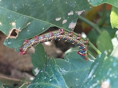 Didugua argentilinea