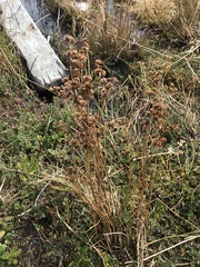 Juncus canadensis