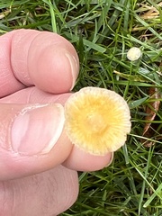 Mycena crocea