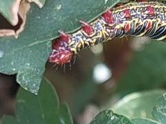 Didugua argentilinea