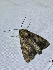 Apamea commixta