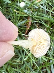 Mycena crocea