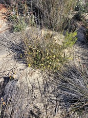 Ursinia