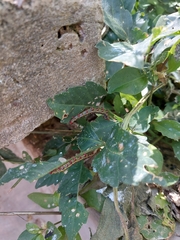 Didugua argentilinea