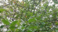 Monilinia fructigena