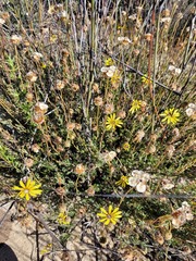 Ursinia