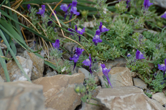 Linaria alpina alpina
