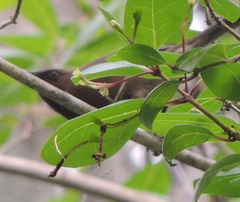 Myzomela obscura