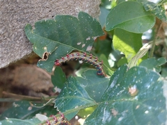 Didugua argentilinea