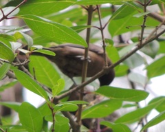 Myzomela obscura