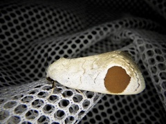 Sphragifera sigillata