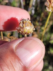 Ursinia