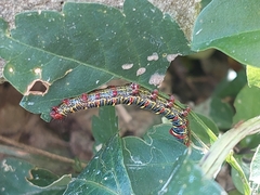 Didugua argentilinea