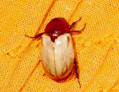 Cyclocephala melanocephala