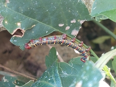 Didugua argentilinea