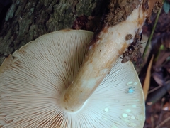 Macrocybe titans