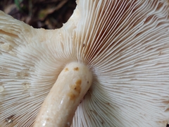 Macrocybe titans