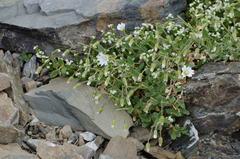 Cerastium alpinum