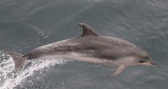 Tursiops