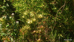 Leucadendron loeriense