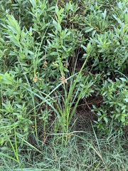 Bolboschoenus robustus