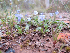 Viola sieberiana