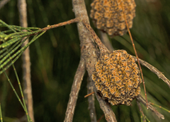 Allocasuarina torulosa