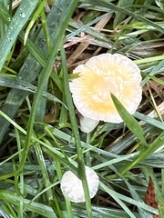 Mycena crocea