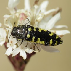 Acmaeodera solitaria