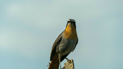 Cossypha caffra caffra