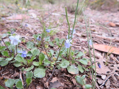 Viola sieberiana