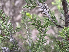 Melaleuca pustulata
