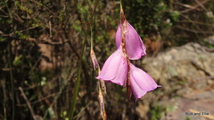 Dierama pulcherrimum