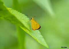 Cupitha purreea