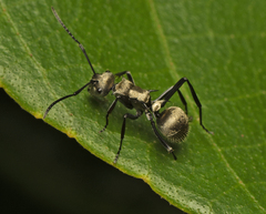 Polyrhachis cupreata