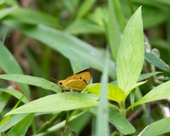Cupitha purreea