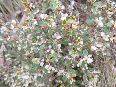 Spyridium thymifolium