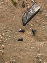 Cerithideopsis largillierti