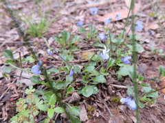 Viola sieberiana