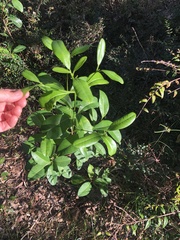 Acronychia imperforata